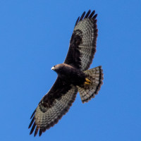 Short-tailed Hawk